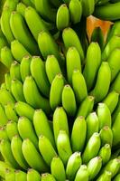 un manojo de bananas colgando desde un árbol foto