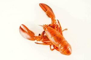 a lobster on a white background photo