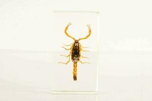 a scorpion is displayed in a clear box photo