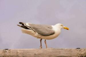 a seagull standing on top of a wooden post photo