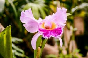 a pink orchid with a yellow center in the middle photo