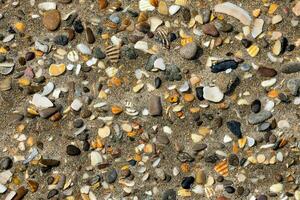 a close up of a sandy beach with many different types of shells photo