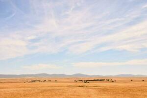 a field with a few cows in it photo