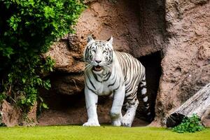 a white tiger walking through a cave photo