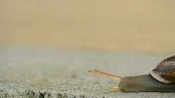 Caracol deslizante lentamente em a asfalto às pôr do sol video