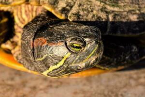 un cerca arriba de un Tortuga con amarillo ojos foto