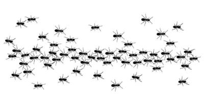 ants trail line of working ants on white background vector