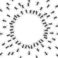 group of ants around an empty circle background vector