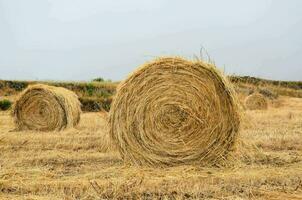 hay bales in a field photo