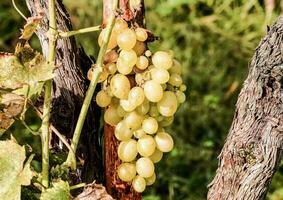 a bunch of grapes hanging on a vine photo