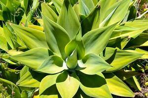 a large green plant with many leaves photo