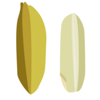 Brown rice kernel  on transparent background. png