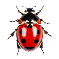 ai généré coccinelle sur transparent Contexte png image