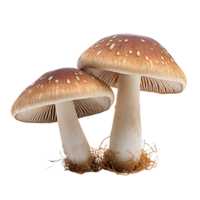 AI generated mushroom on transparent background PNG image