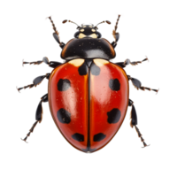 ai généré coccinelle sur transparent Contexte png image