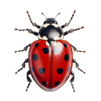 ai généré coccinelle sur transparent Contexte png image