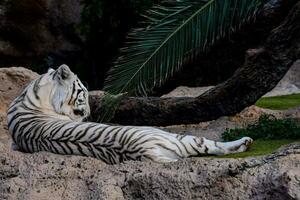 a white tiger laying on the ground near a palm tree photo