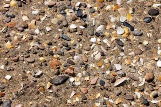 a close up view of a sandy beach with many different types of shells photo