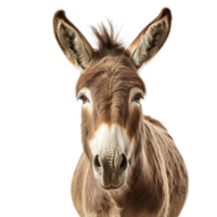 AI generated close up of a donkey on transparent background PNG image