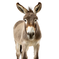 AI generated close up of a donkey on transparent background PNG image