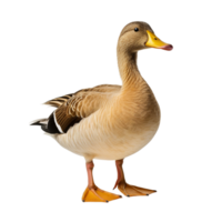 AI generated duck on transparent background PNG image