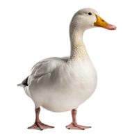 AI generated duck on transparent background PNG image