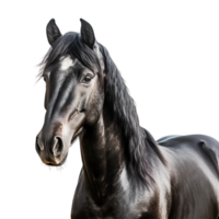 AI generated horse on transparent background PNG image