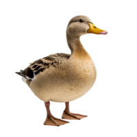 AI generated duck on transparent background PNG image