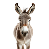 AI generated close up of a donkey on transparent background PNG image