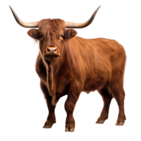 AI generated Scottish highland cow on transparent background PNG image