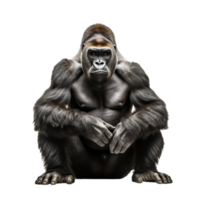 ai generiert Gorilla auf transparent Hintergrund png Bild