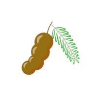 Tamarind cartoon. Tamarind on transparent background. png