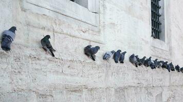 Pigeon des oiseaux repos sur une vieux bâtiments video