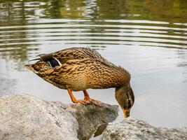 Duck sits on a rock photo