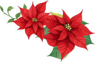 Christmas Watercolor Red Poinsettia Flowers With Leaves Bouquet png