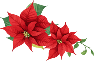 Christmas Watercolor Red Poinsettia Flowers With Leaves Bouquet png
