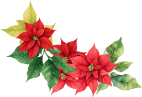 Christmas Watercolor Red Poinsettia Flowers With Leaves Bouquet png