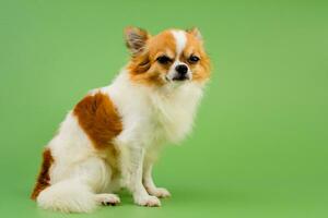 Chihuahua dog sitting waiting to be photographed in the studio A cute little puppy with pleading eyes. photo