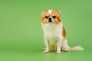 Chihuahua dog sitting waiting to be photographed in the studio A cute little puppy with pleading eyes. photo