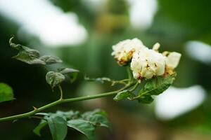 White rose with blurred background photo