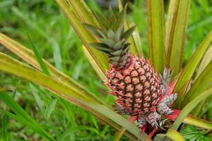 piña planta campo, piña tropical Fruta creciente en jardín foto