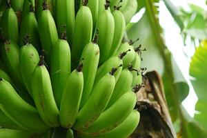 manojo de verde y amarillo bananas en el jardín. Rey bananas en Indonesia. agrícola plantación. foto