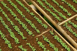 repollo semillas son plantado en tradicional medios de comunicación con orgánico suelo. foto