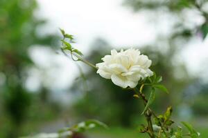 White rose with blurred background photo