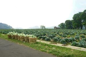 pile of cabbages in a bamboo basket. vegetables after harvest in the garden photo