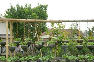 traditional hanging pots planted with plants, with a residential background photo