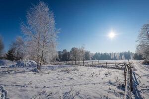 Frozen tree on winter field and blue sky photo