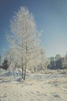 Frozen tree on winter field and blue sky photo