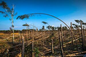 Destroyed forest as an effect of strong storm photo