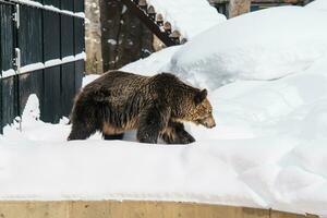 Grizzly Bear or Ursus arctos yesoensis at Asahiyama Zoo in winter season. landmark and popular for tourists attractions in Asahikawa, Hokkaido, Japan. Travel and Vacation concept photo